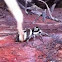 Zebra jumping spider