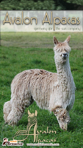 Avalon Alpacas