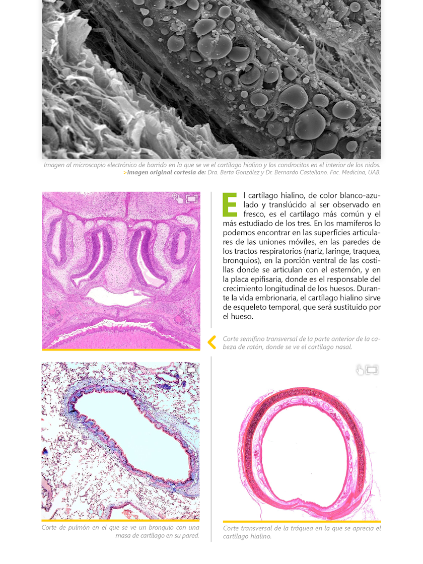 Atlas Interactivo Histología 1 Screen 3