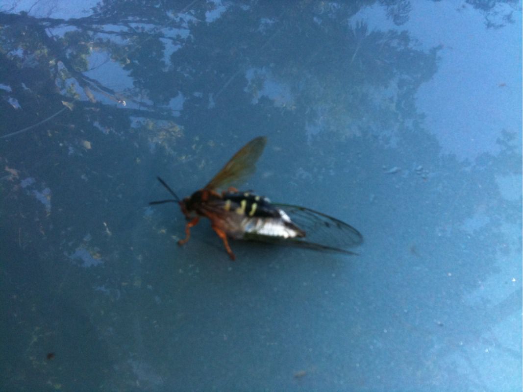 Cicada Killer Wasp with Annual Cicada