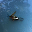 Cicada Killer Wasp with Annual Cicada