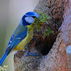 Eurasian blue Tit