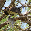 Osprey