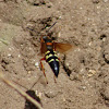 Eastern Cicada Killer Wasp
