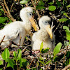 Wood Stork nestlings