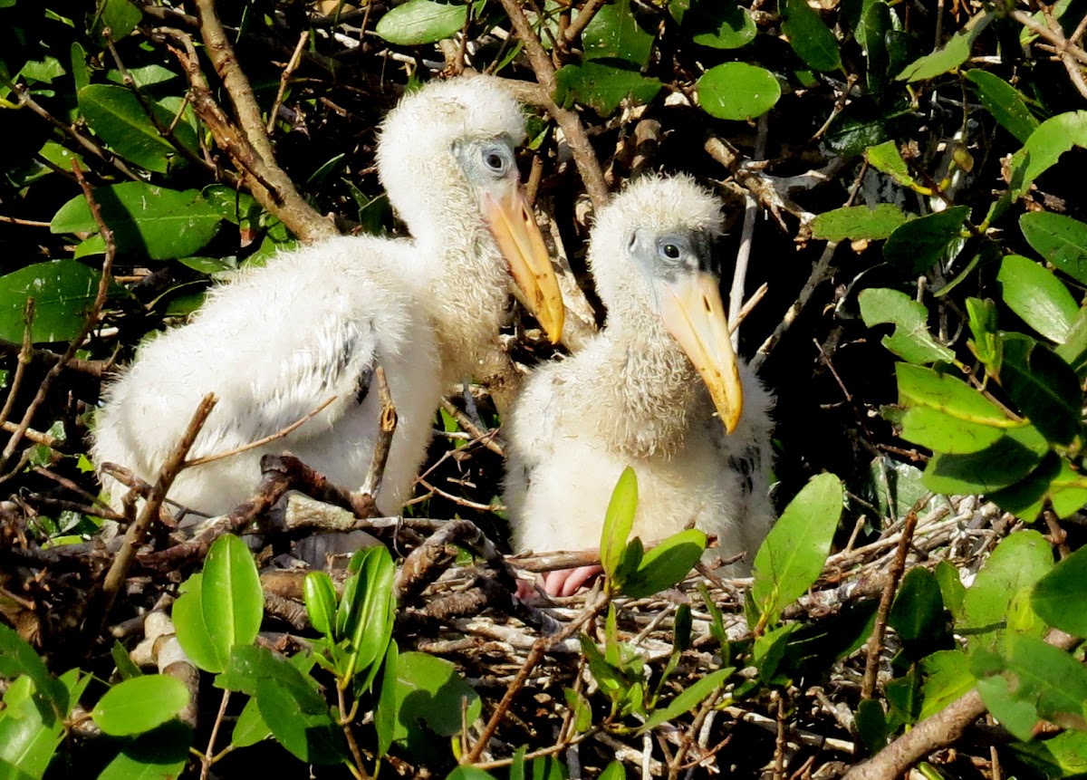 Wood Stork nestlings
