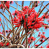 Flame Coral Tree.