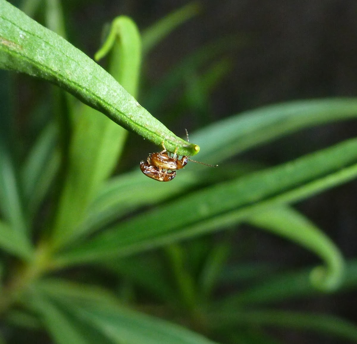 Tiny Flea Beetles