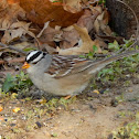 White-crowned Sparrow