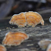 Crust Fungus