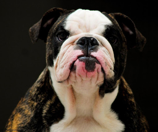 【免費個人化App】English Bulldog Puppies-APP點子