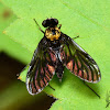Golden-Black Snipe Fly