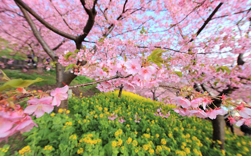 Sakura Falling Live Wallpaper