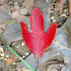 Sassafras leaf in Fall