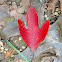 Sassafras leaf in Fall