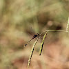 Dragonfly (aguacil)