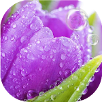 Cover Image of 下载 Tulips live wallpaper 2.2 APK