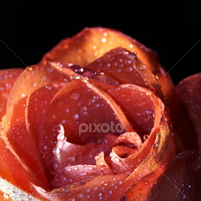 by Chris DiNapoli - Flowers Single Flower