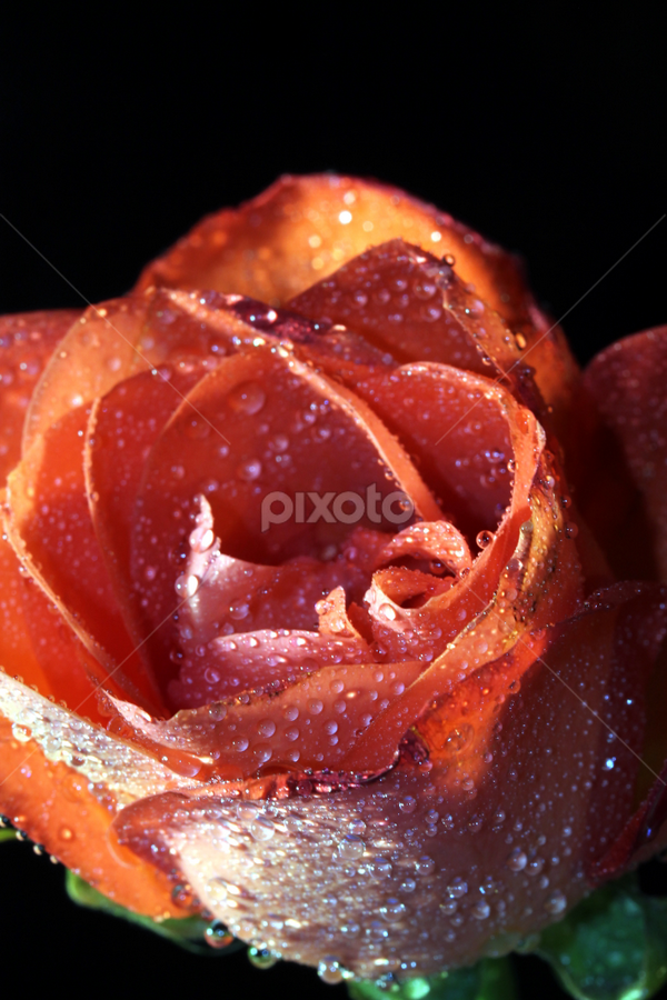 by Chris DiNapoli - Flowers Single Flower