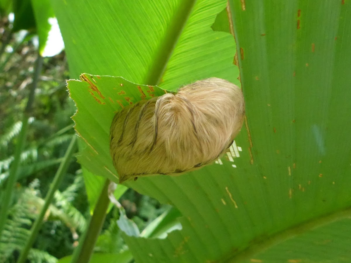 Slug Caterpillar