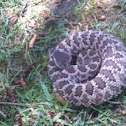 Southern Pacific Rattlesnake