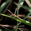 斜面蝗(slant-faced grasshopper)