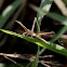 斜面蝗(slant-faced grasshopper)