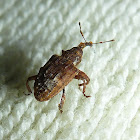 Small Weevil