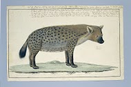 Crocuta crocuta (Spotted hyena)