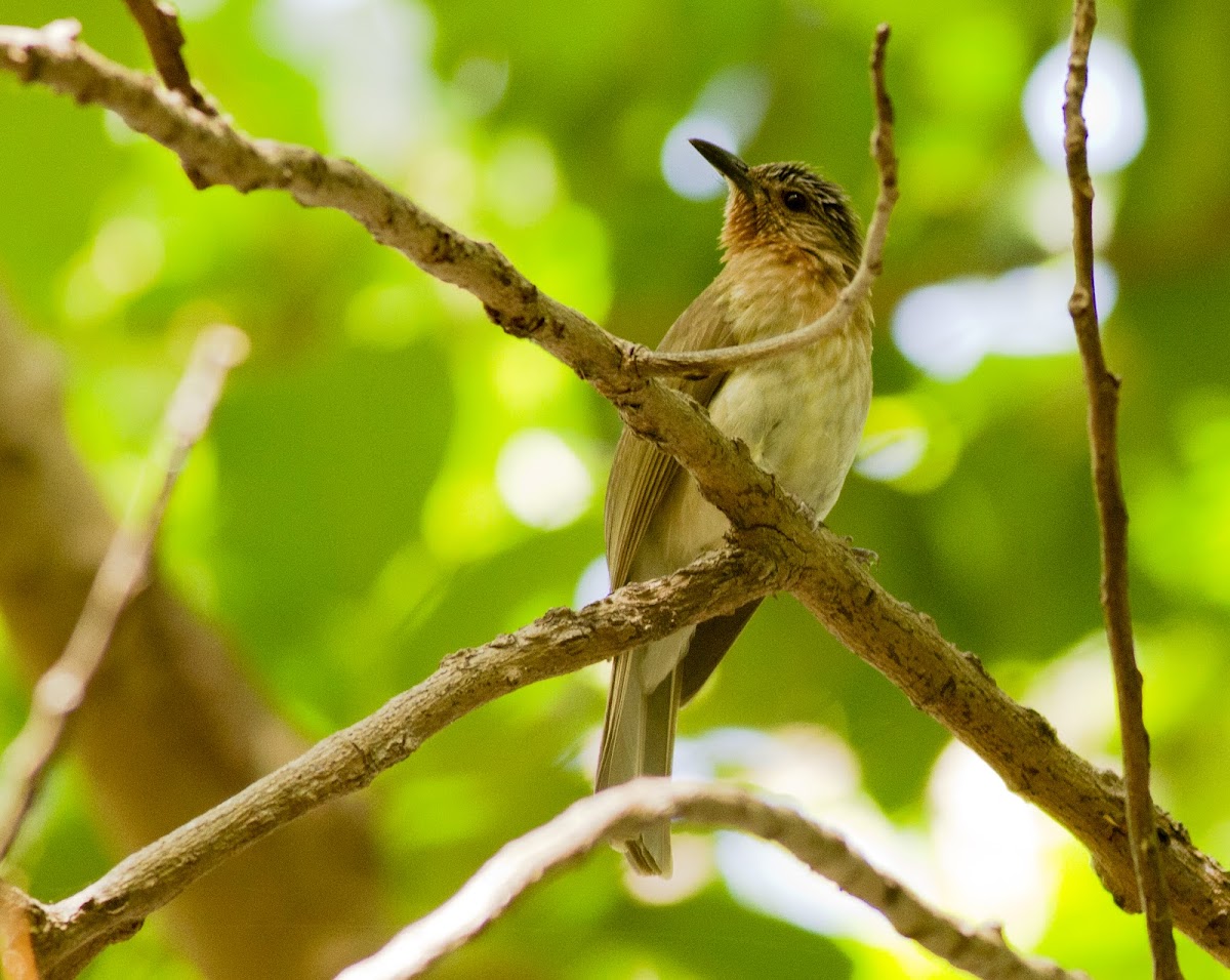 Philippine Bulbul