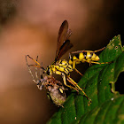 Yellow & Black Wasp with a paralyzed spider