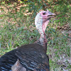 Wild Turkey