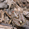 African Cluster Bug