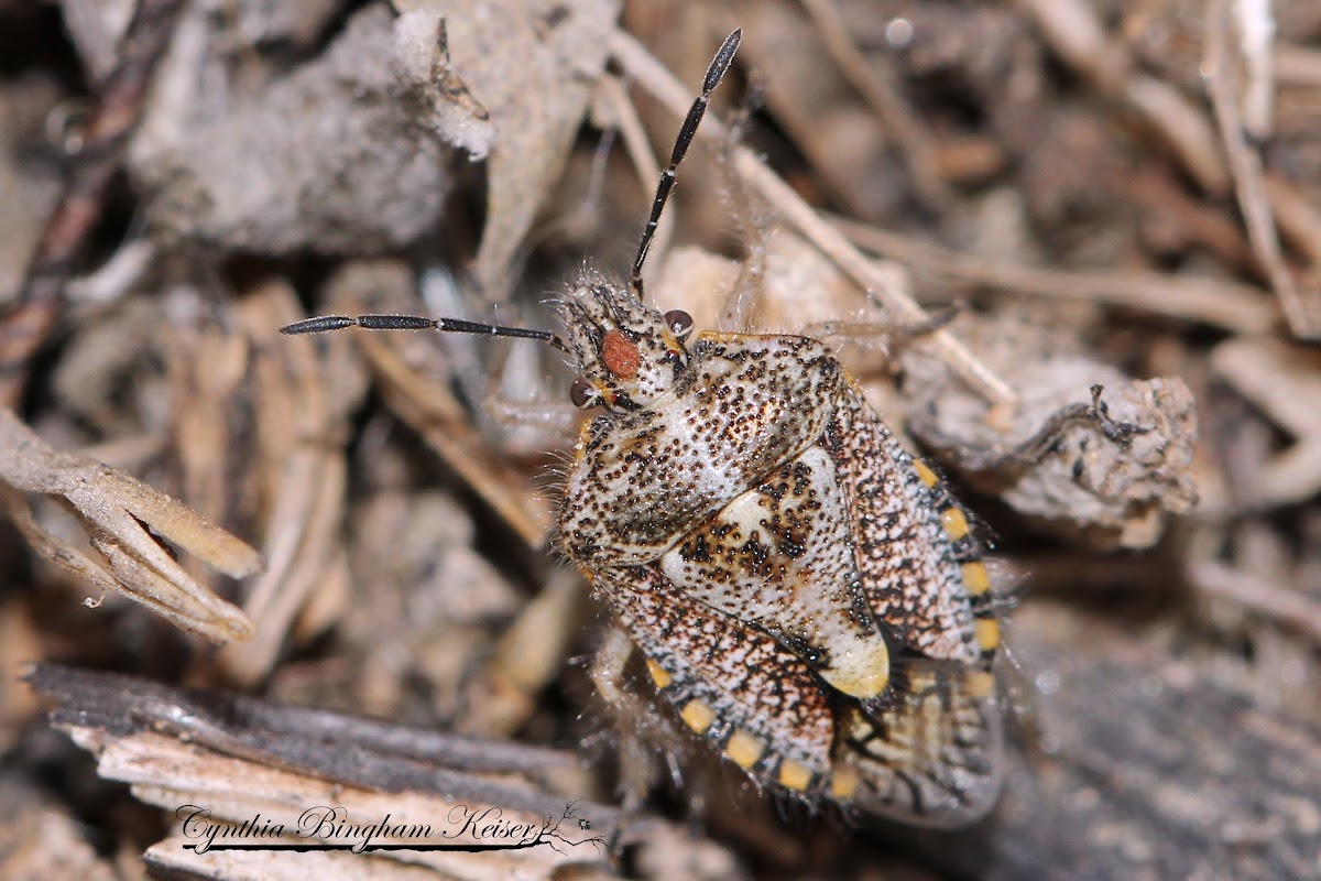 African Cluster Bug