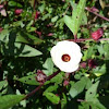 Rosella, also Queensland Jam Plant