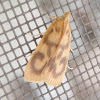 Pyraloid moth, Crambidae