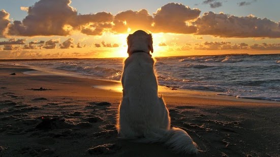 How to install Golden Retriever Dog Wallpaper lastet apk for bluestacks