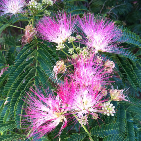 Persian silk tree, sirises Project Noah