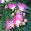 Persian silk tree, sirises