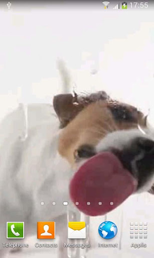 Licking Dog Wallpaper