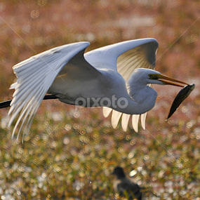 by Preety Patel - Animals Birds