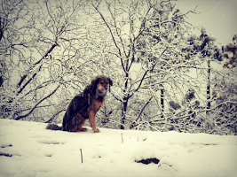 All Animals deserve a chance to Live by Fahad Ullah -  