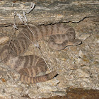 Tiger rattlesnake