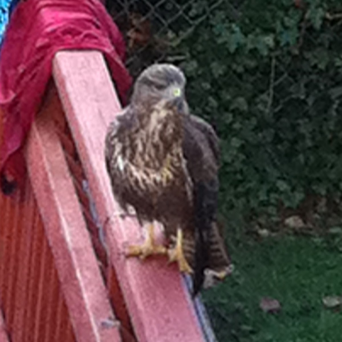 Common Buzzard