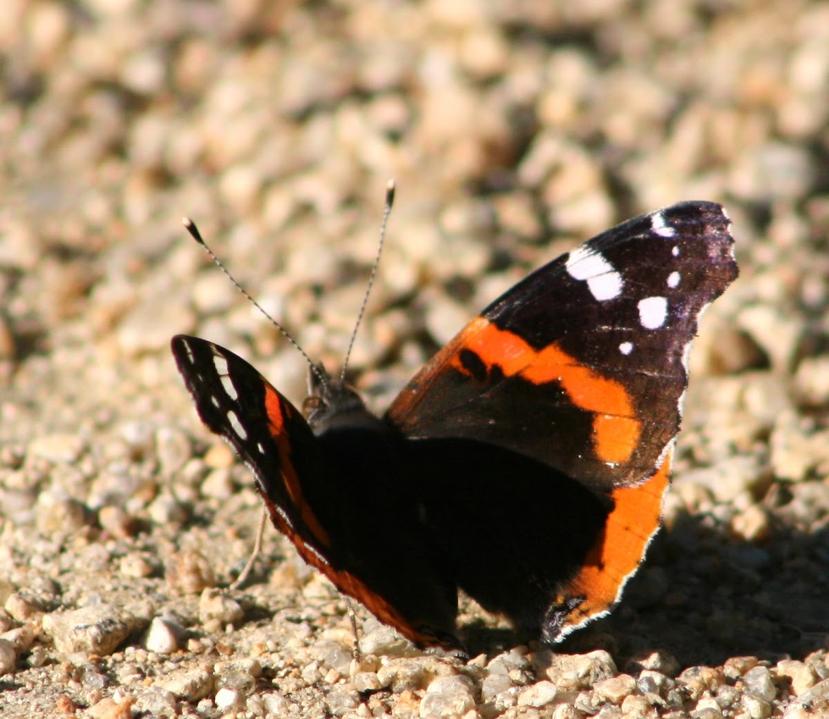 Red Admiral