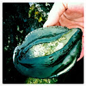 black abalone