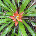Bromeliad Spp