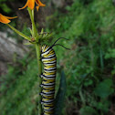 Monarch Capterpillar