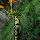 Monarch Capterpillar