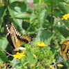Eastern Giant Swallowtails pair